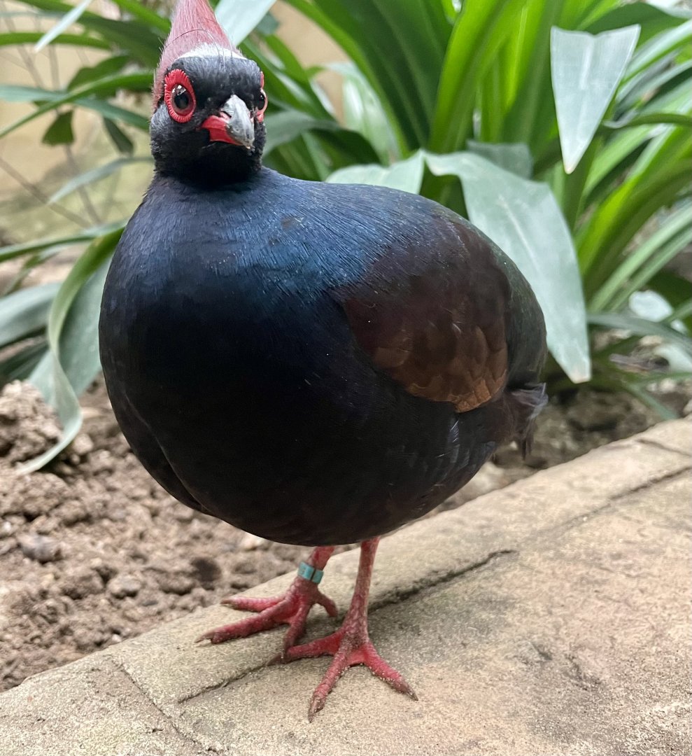 Male Crested Wood Partridge, Rollulus rouloul