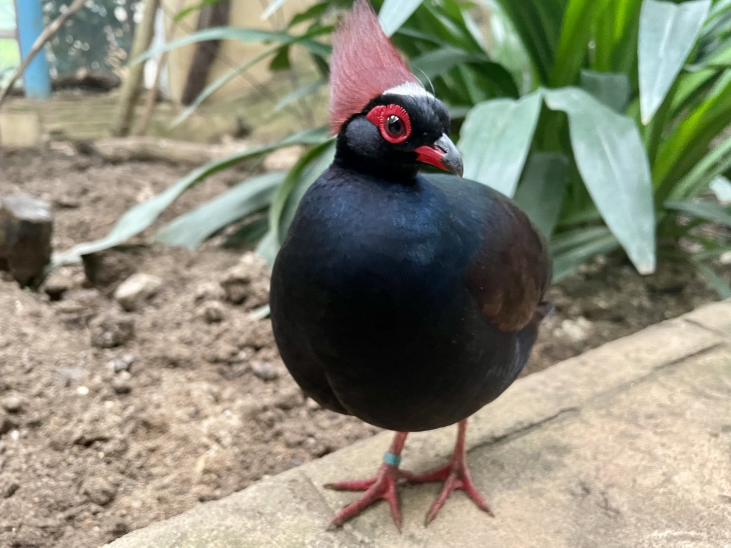 Male Crested Wood Partridge, Rollulus rouloul