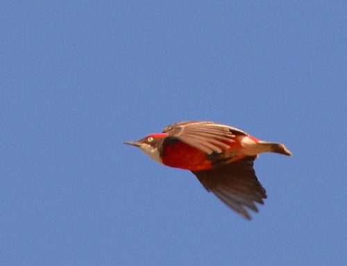 Male crimson chat flying