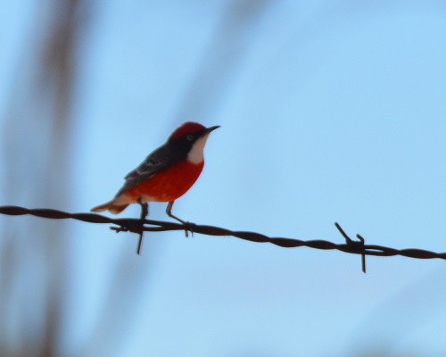 Male crimson chat