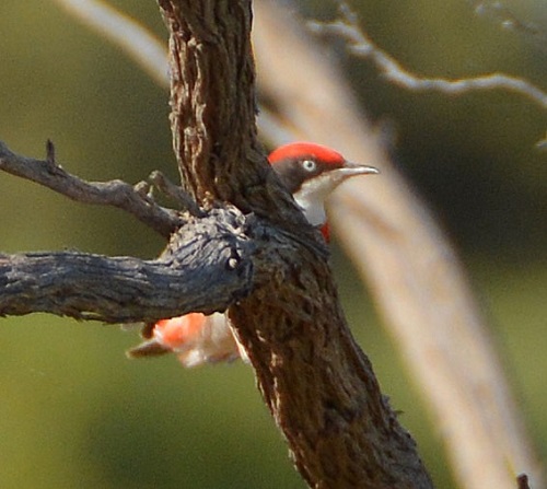 Male crimson chat.
