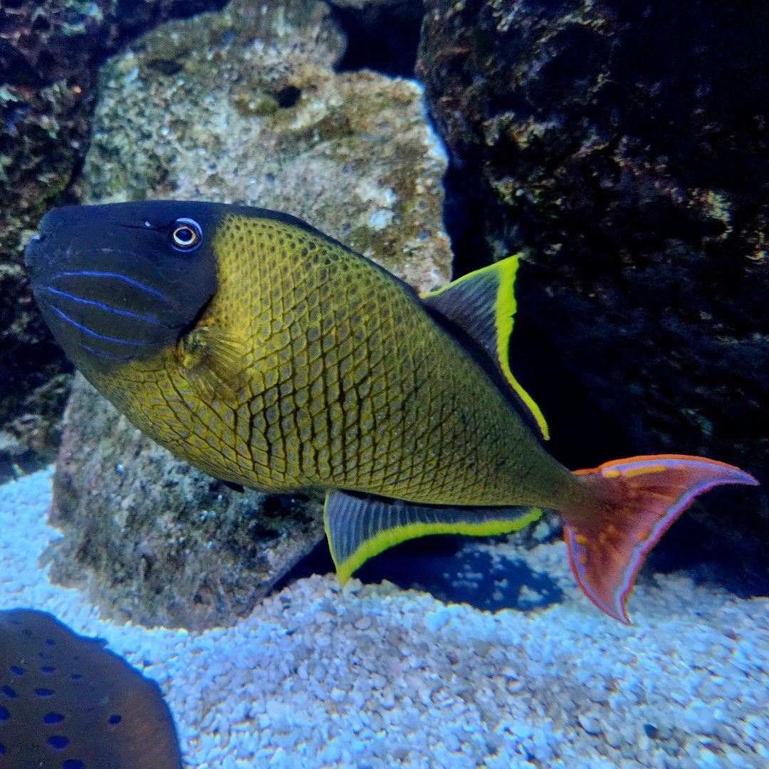 Male Crosshatch Triggerfish (Xanthichthys mento)