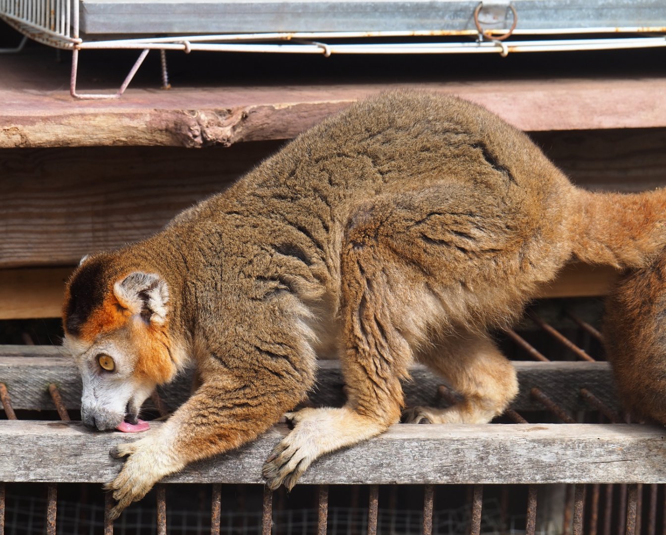 Male crowned lemur (Eulemur coronatus), 2019-08-11
