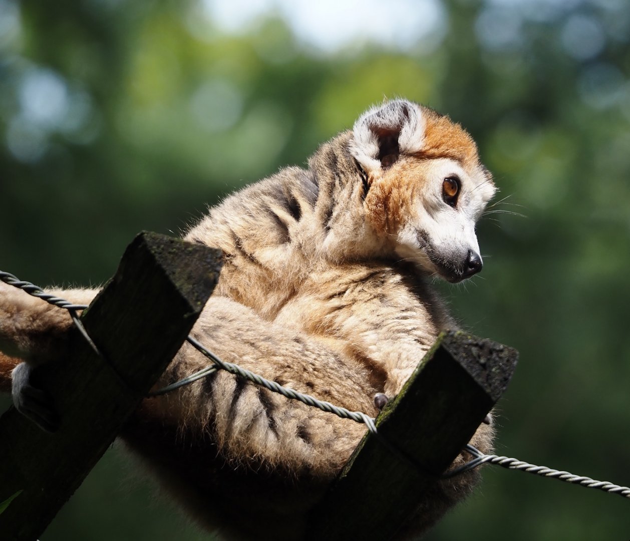 Male Crowned lemur (Eulemur coronatus), 2024-08-18