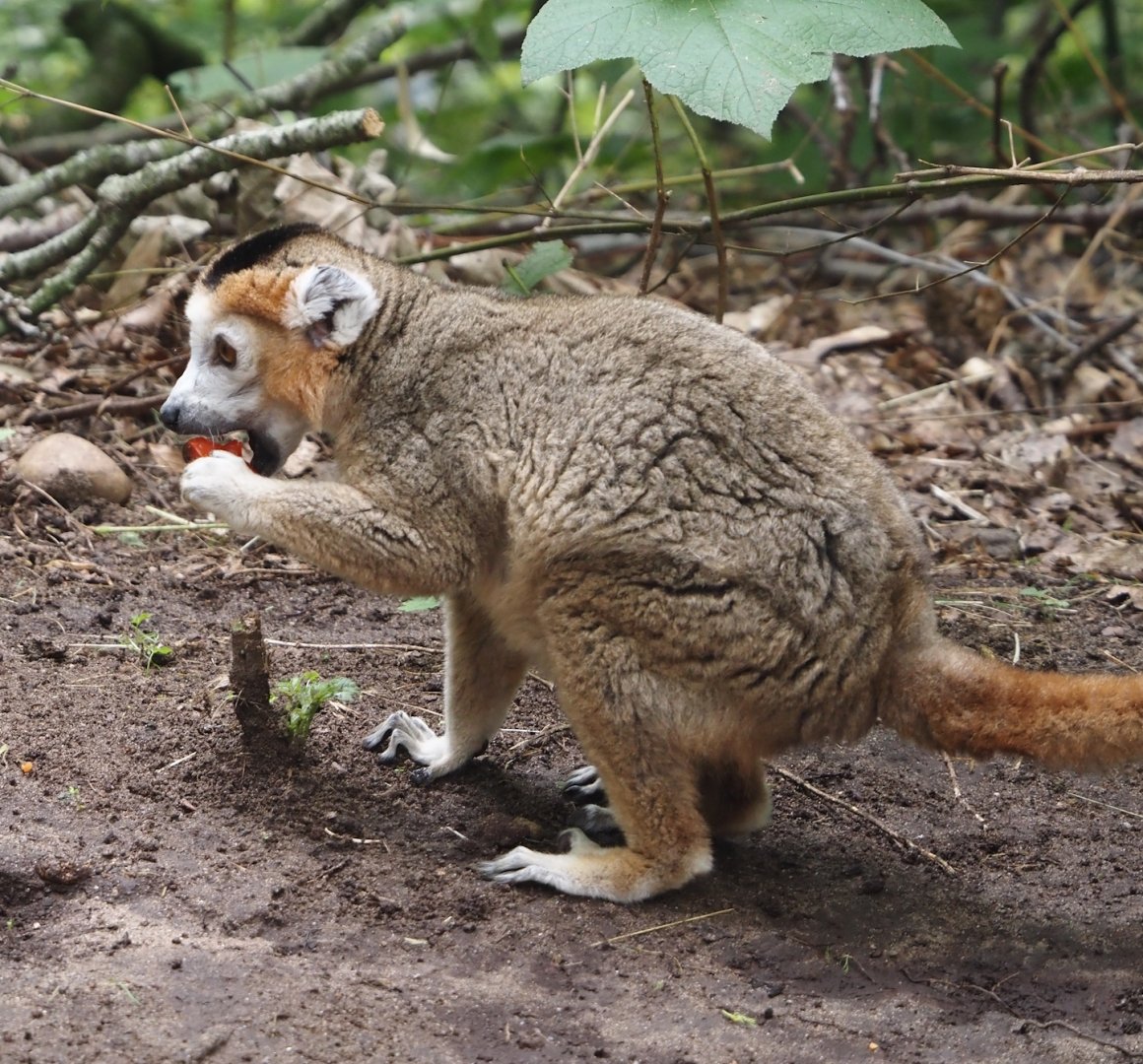 Male Crowned lemur (Eulemur coronatus), 2024-08-18