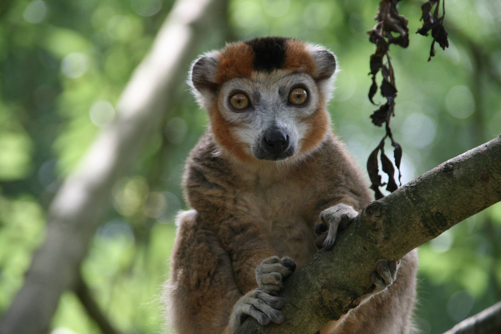 male Crowned lemur