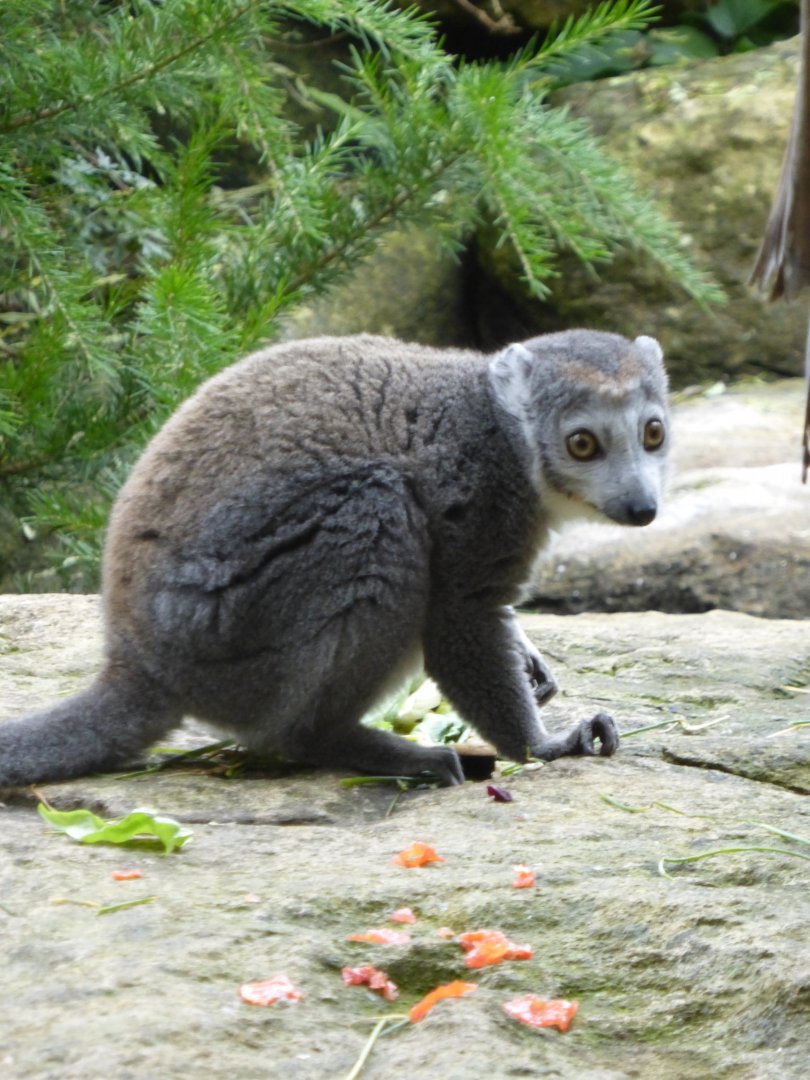 Male crowned lemur