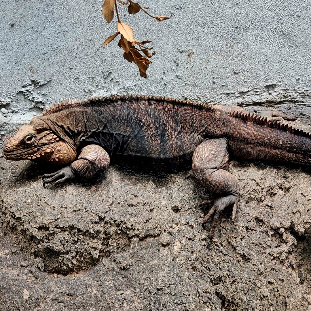 Male Cuban Rock Iguana (Cyclura nubila)