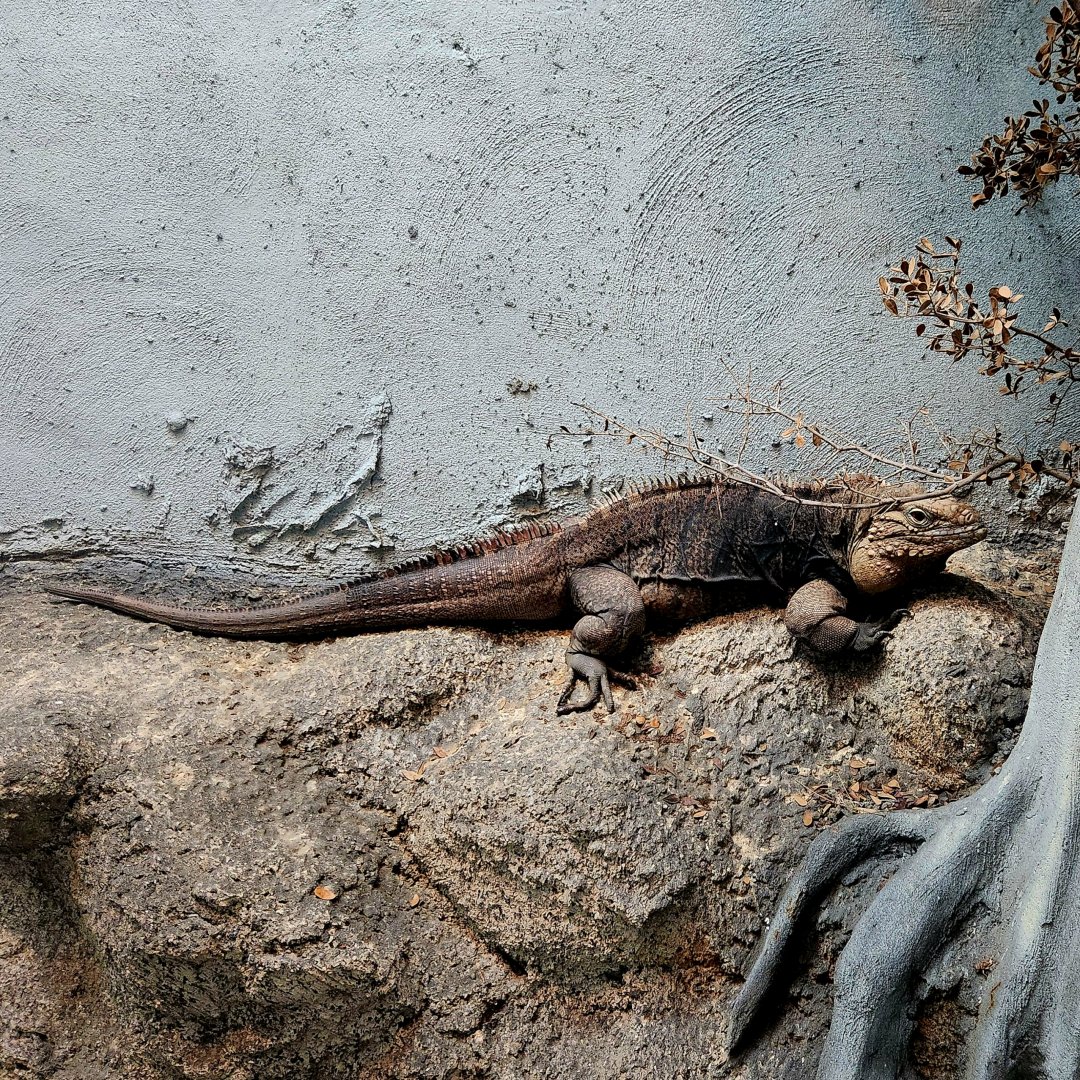 Male Cuban Rock Iguana (Cyclura nubila)