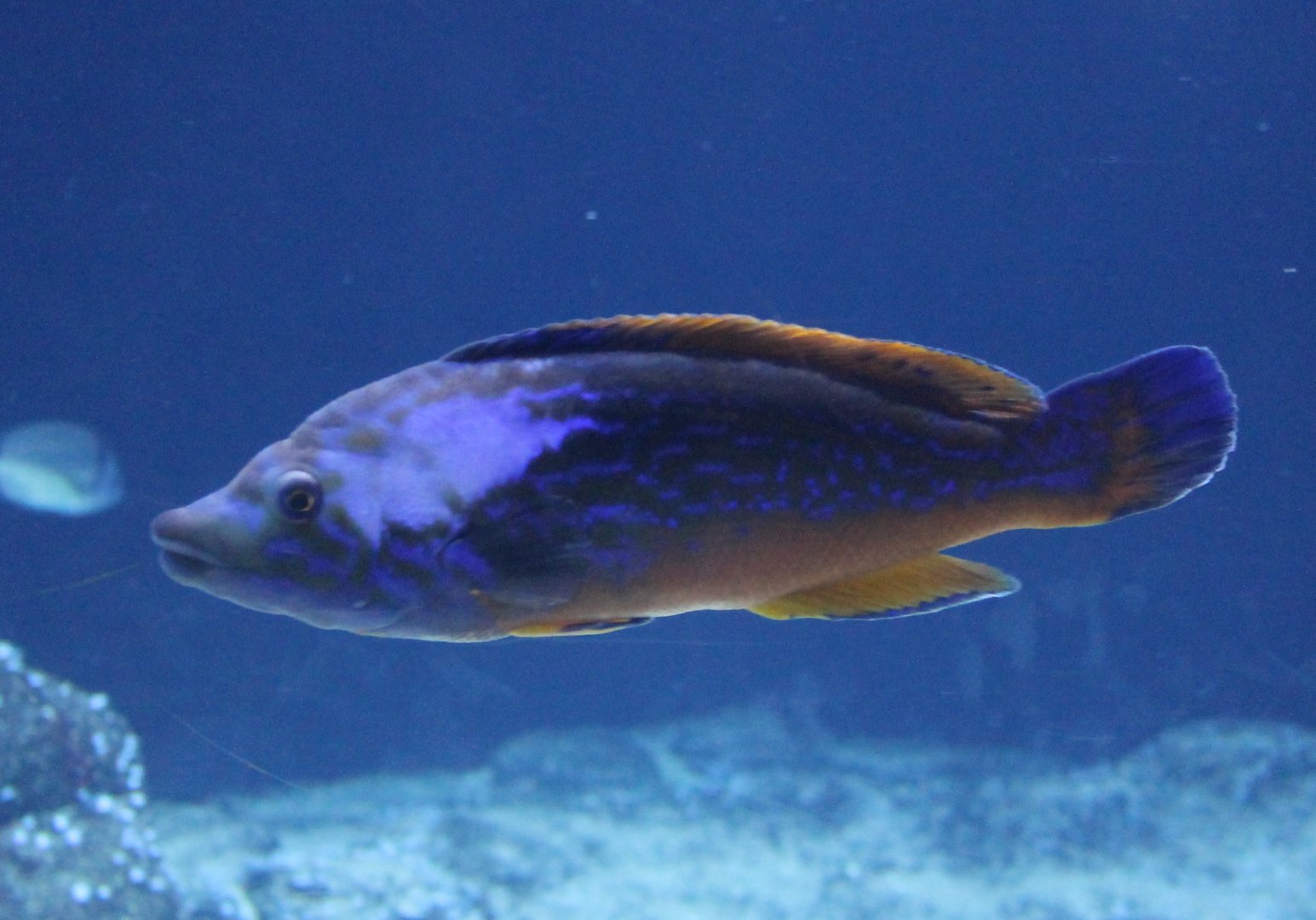 Male Cuckoo wrasse - Labrus mixtus