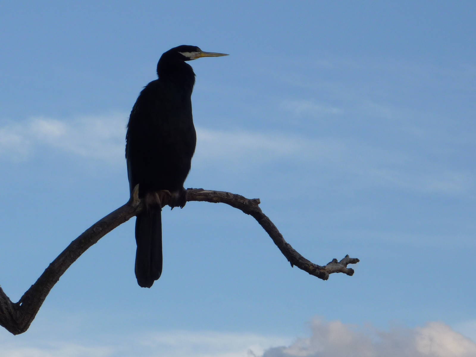 Male Darter, Canberra