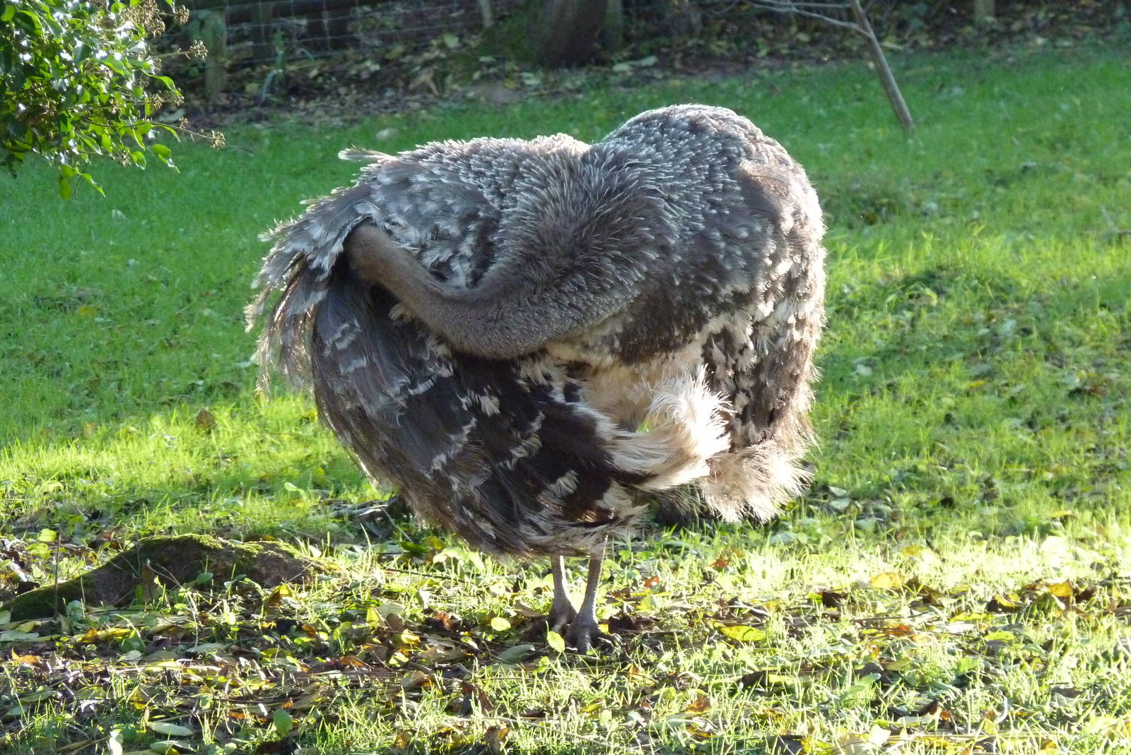 Male Darwin's Rhea, December 2014