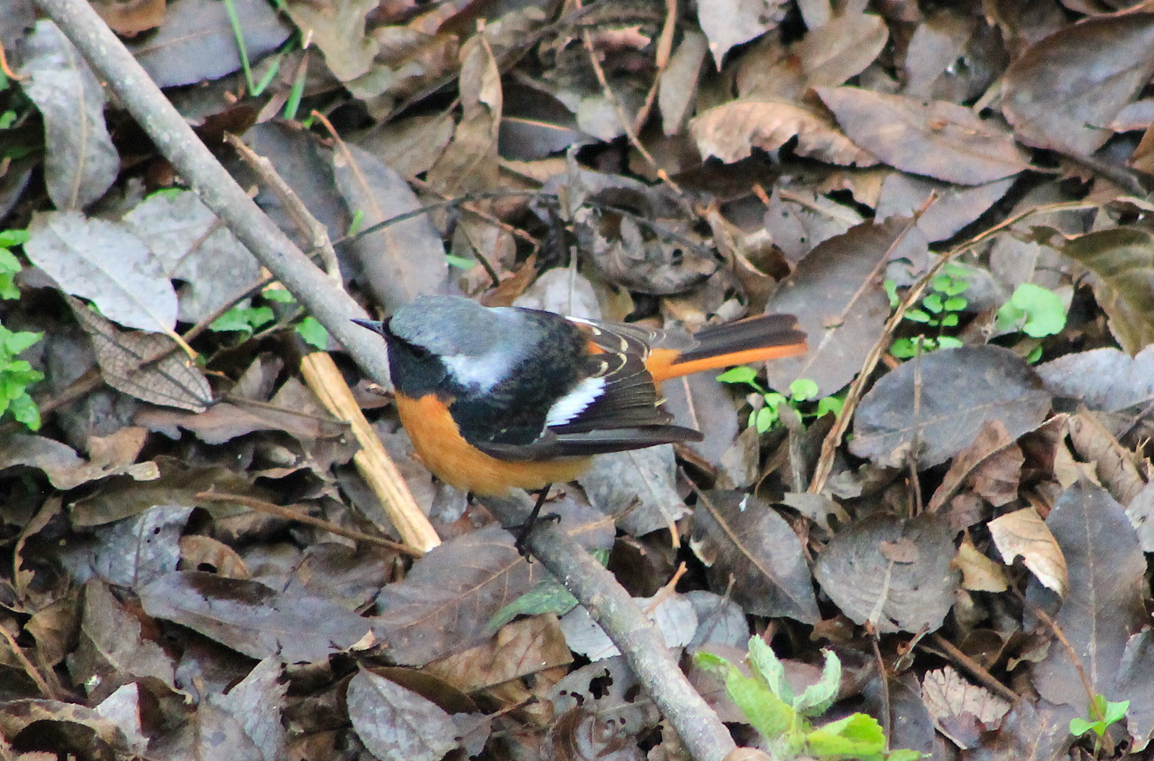 male Daurian Redstart (Phoenicurus auroreus)