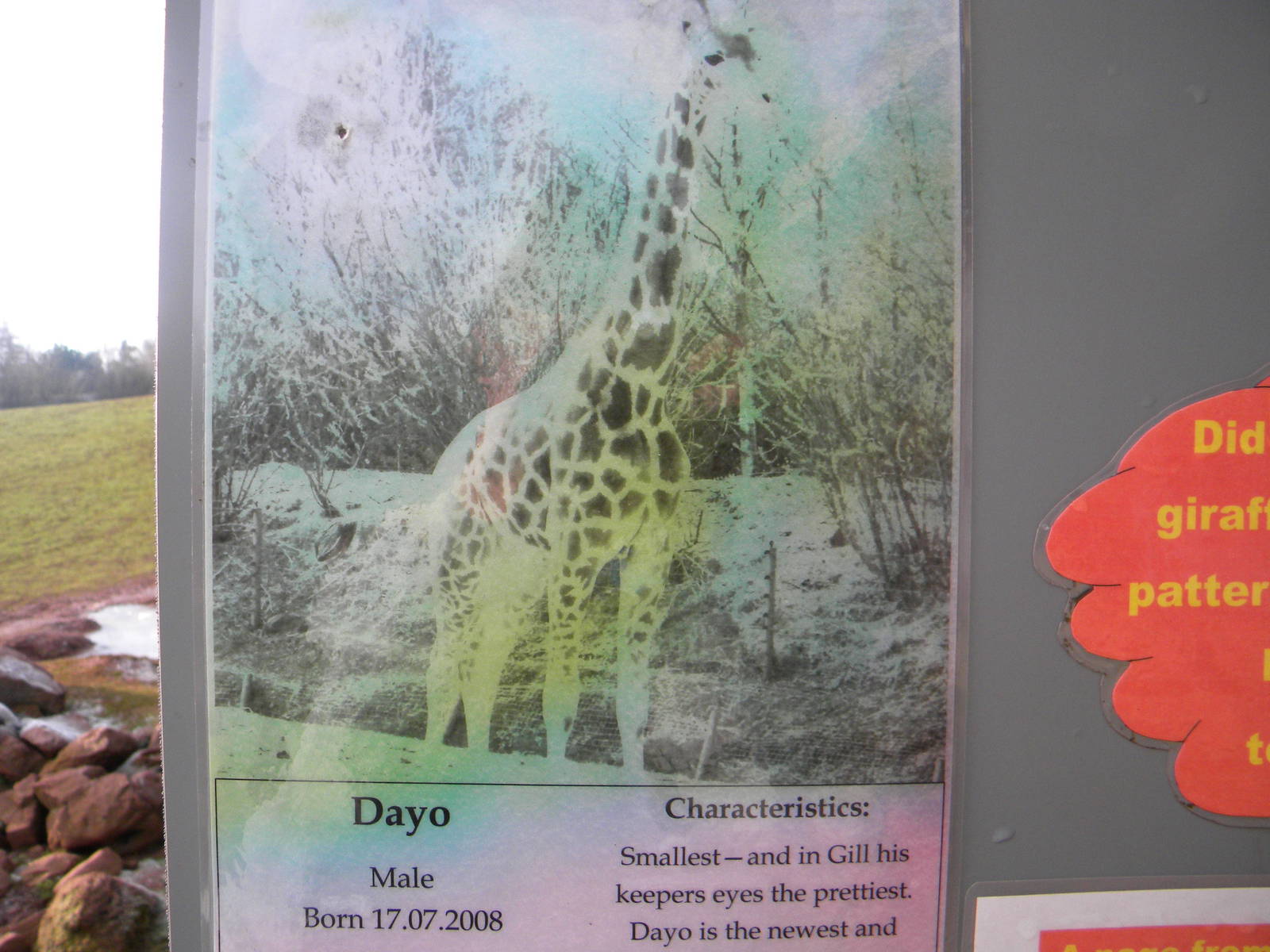 Male Dayo Giraffe Sign.