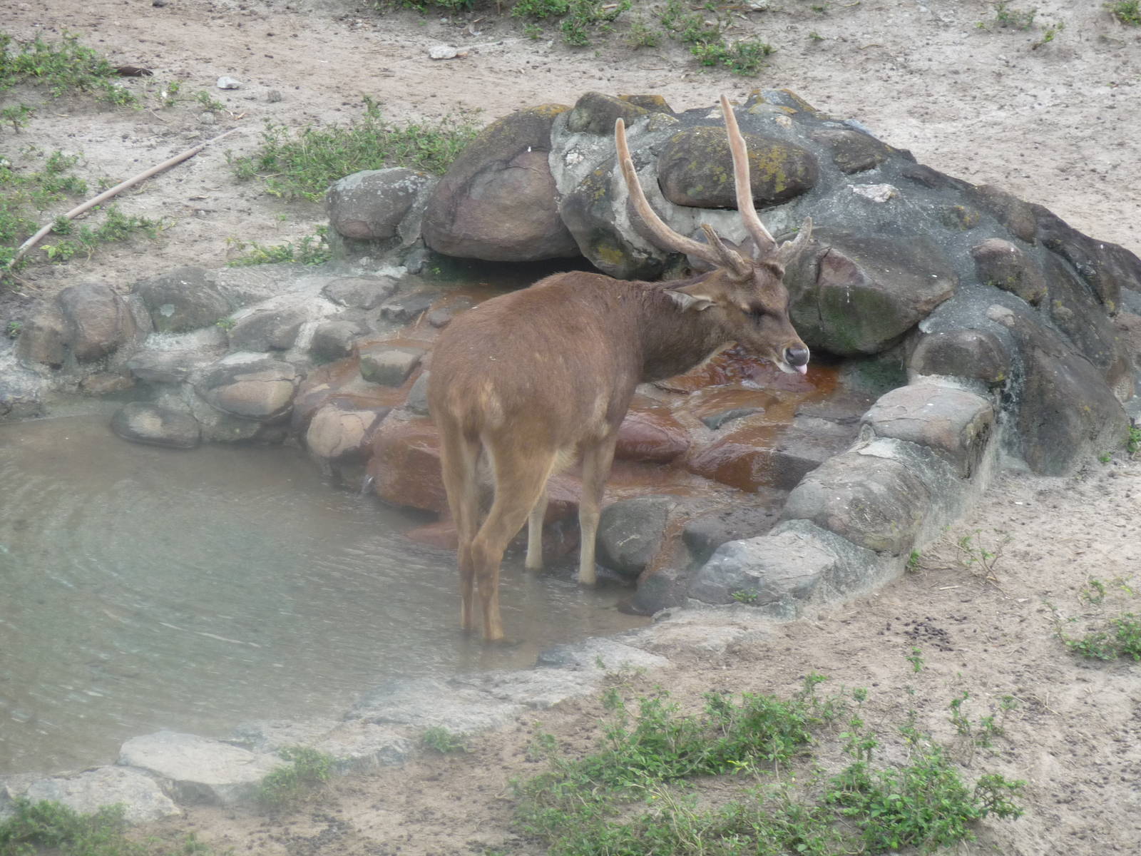male deer riozoo