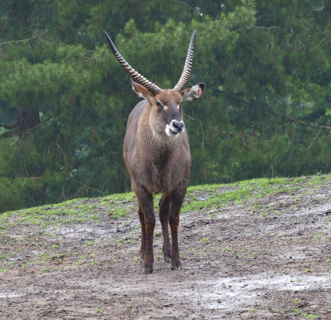 Male Defassa waterbuck (Kobus ellipsiprymnus defassa), 2015-07-19