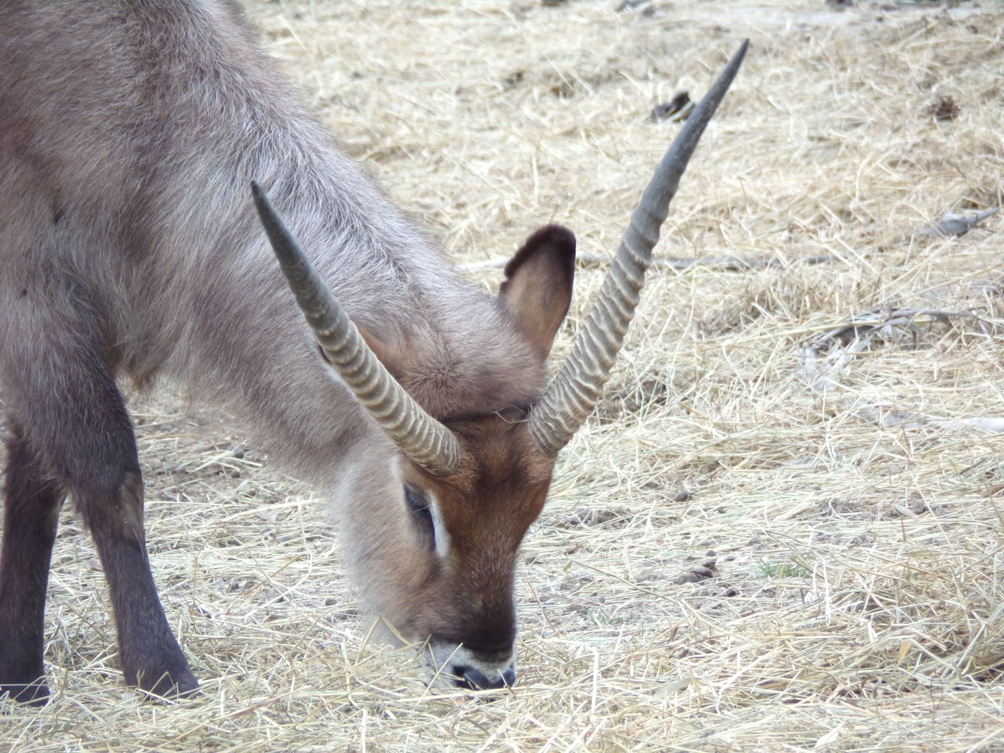 Male Defassa Waterbuck - Réserve Africaine de Sigean (2024)