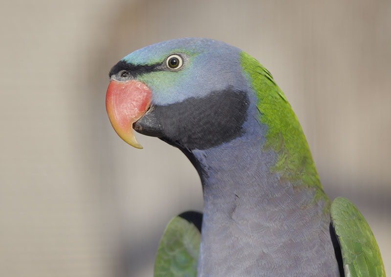 Male Derbyan parrakeet