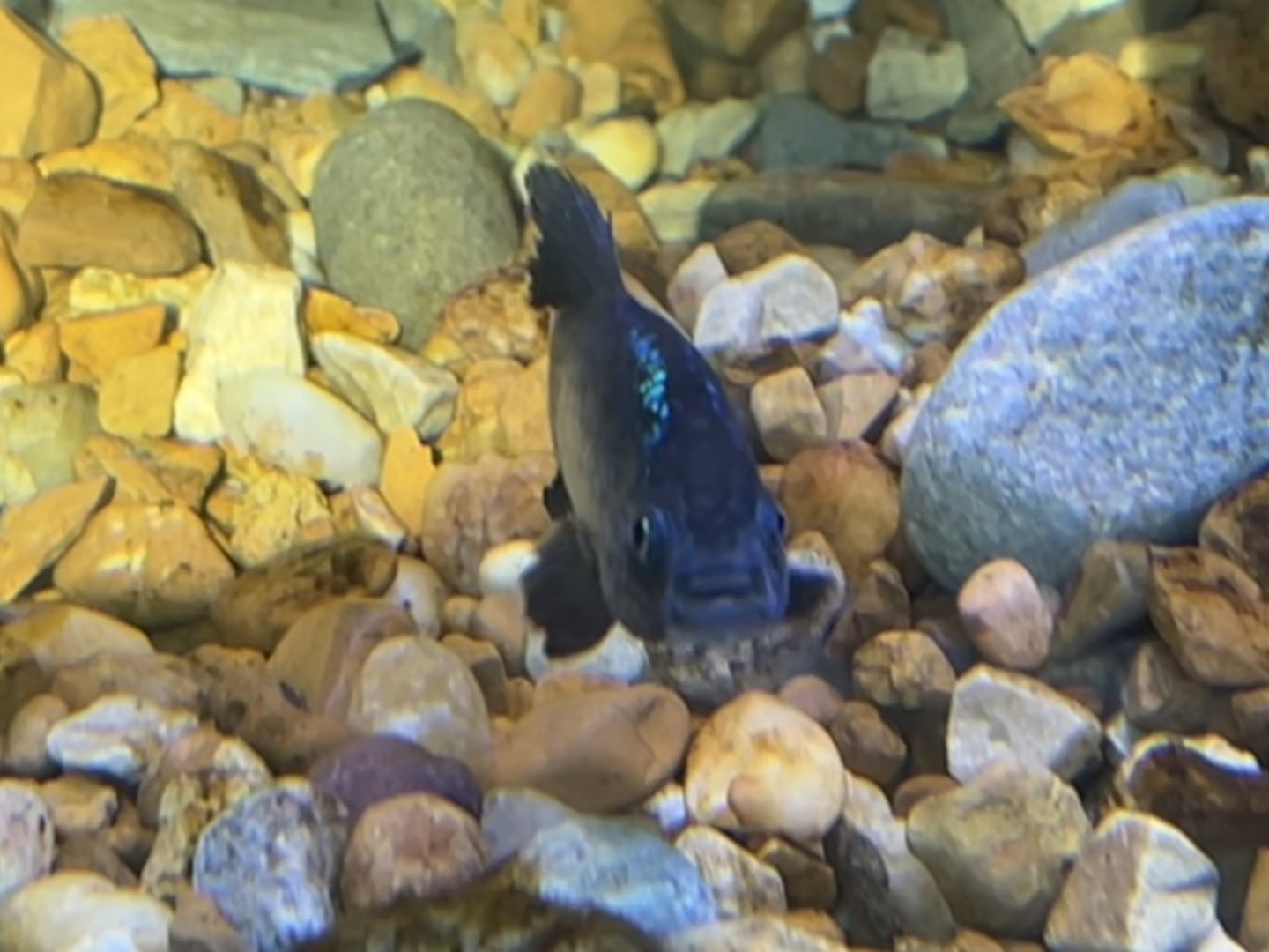 Male Desert Pupfish