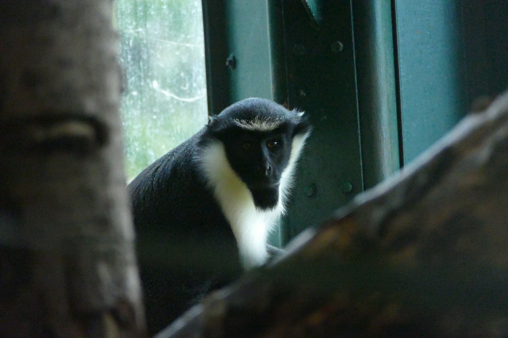 Male Diana monkey, December 2017