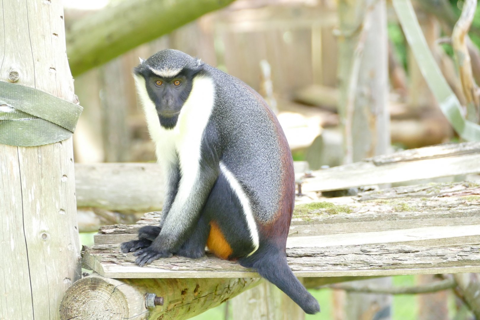 Male Diana monkey, June 2022