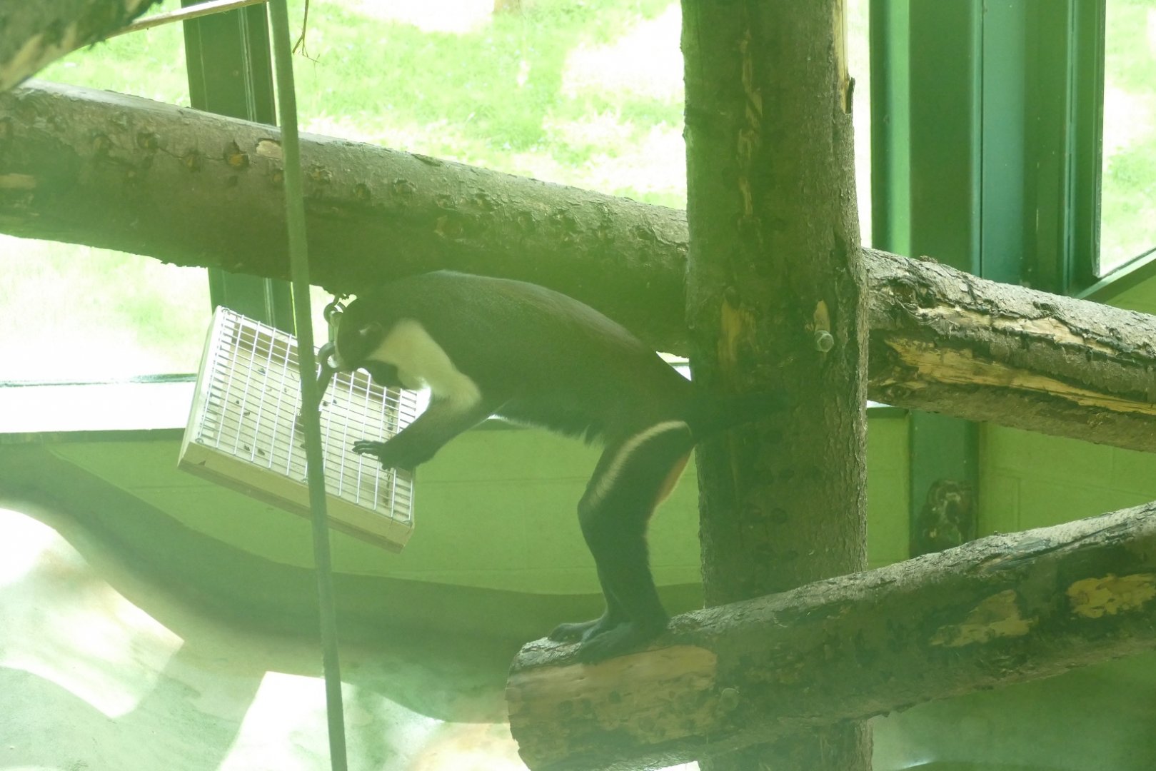 Male Diana monkey, May 2019
