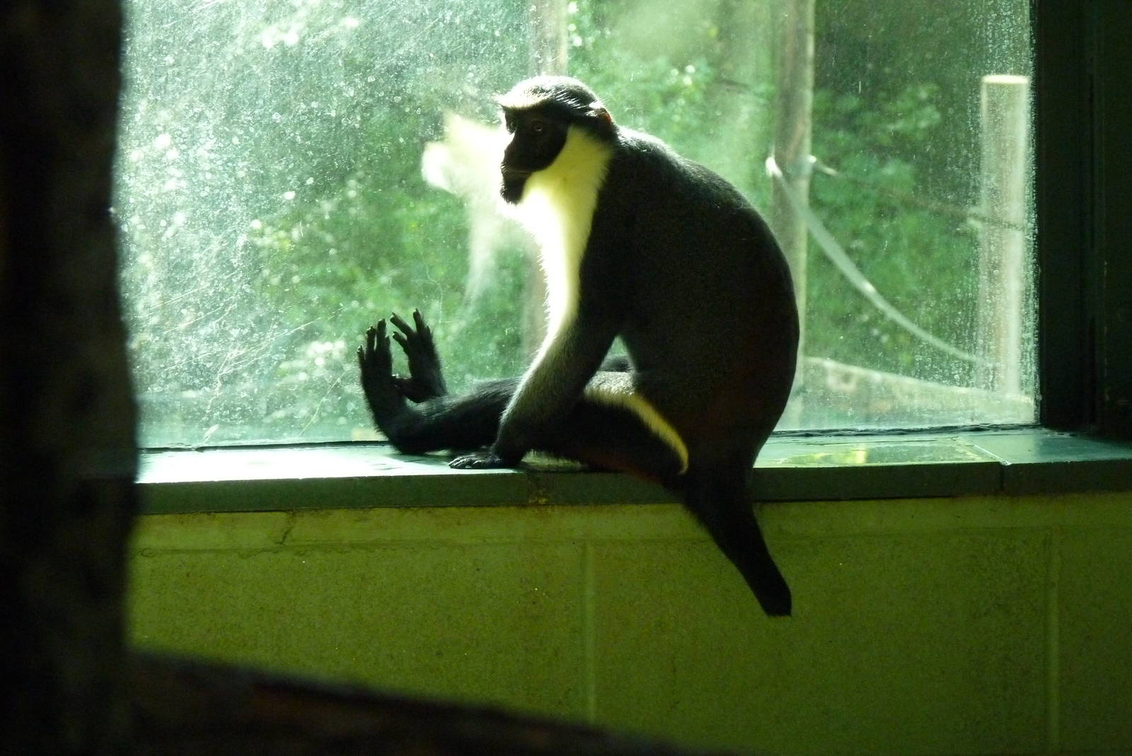 Male Diana Monkey, October 2016