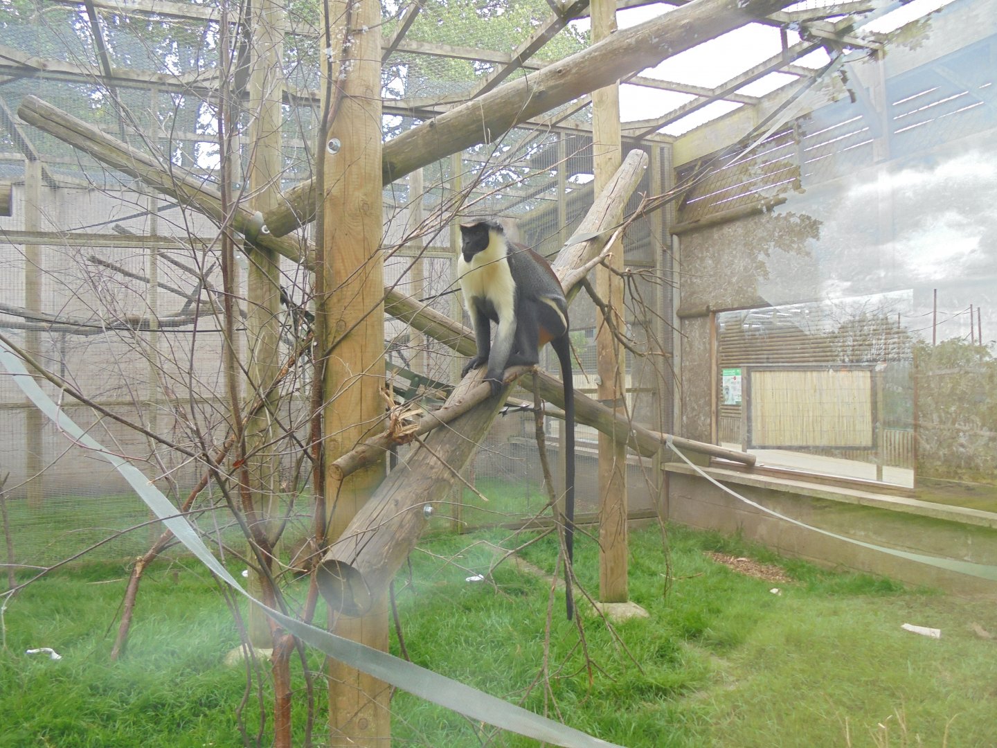 Male Diana Monkey