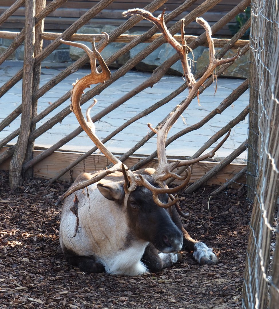 Male Domestic reindeer (Rangifer tarandus), 2020-09-02