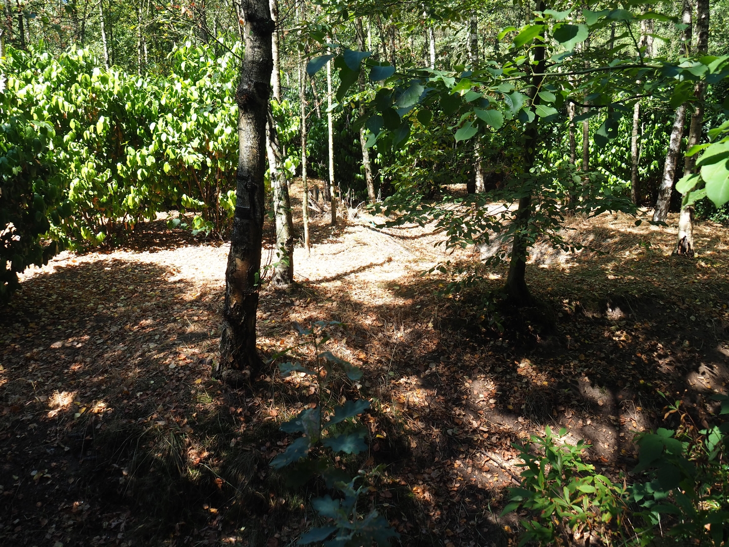 Male double-wattled cassowary exhibit