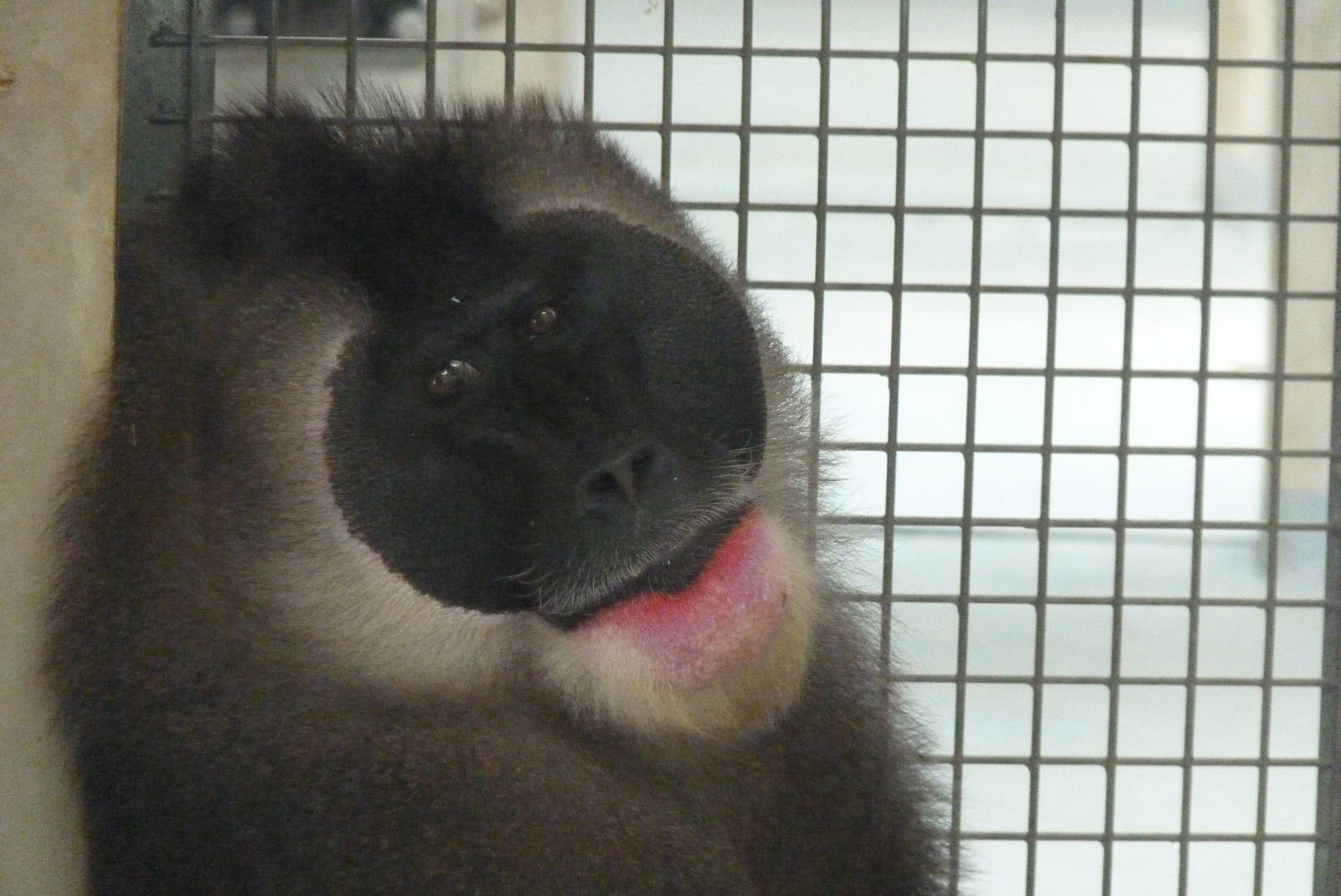 Male Drill, 17 June 2015