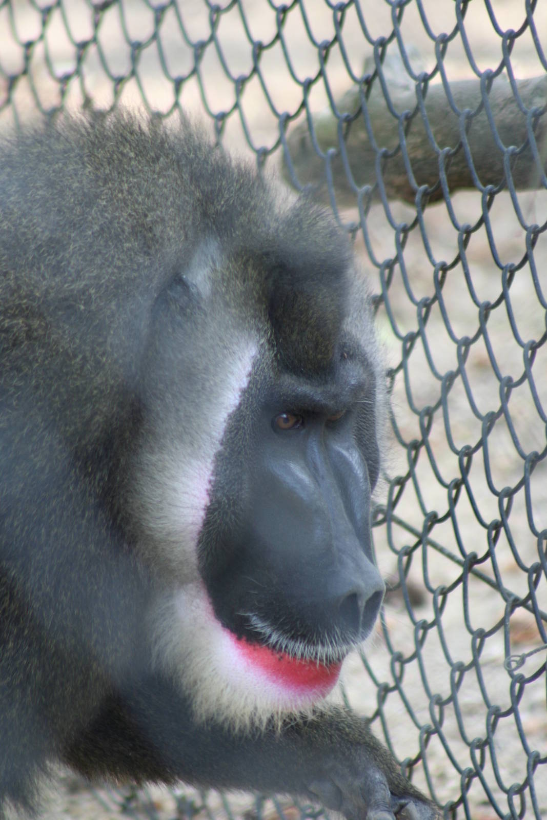 Male Drill @ Port Lympne; 01.05.2011