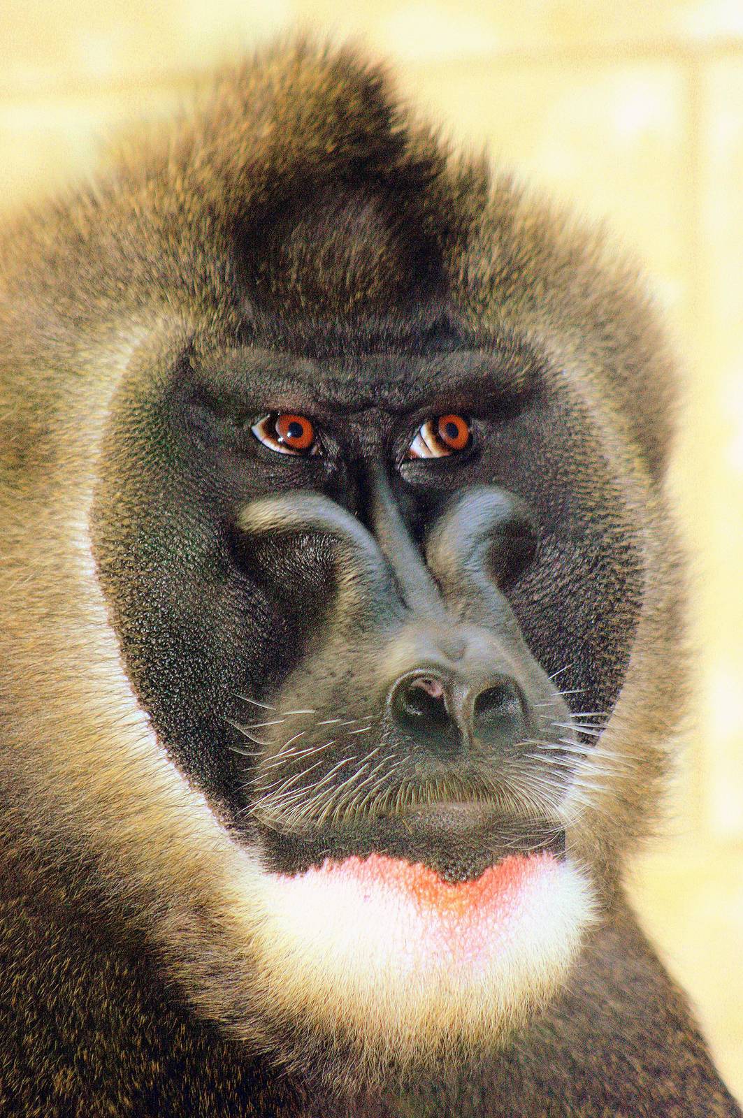 Male drill; Wuppertal; 12th September 2014