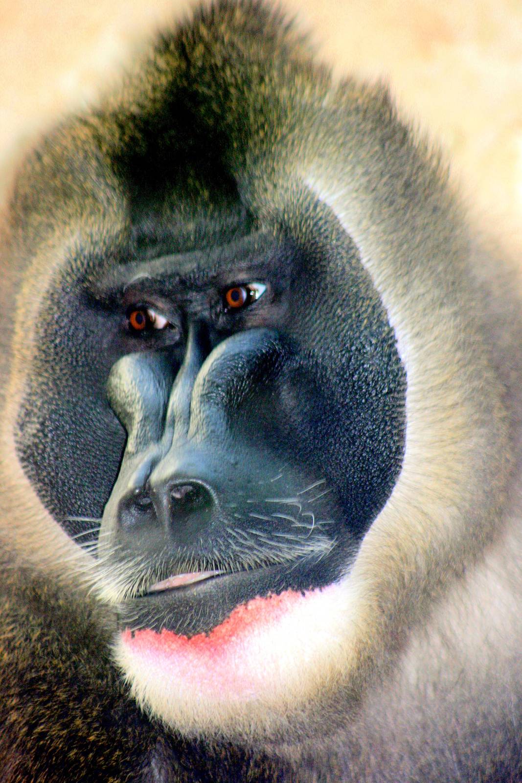 Male drill; Wuppertal; 12th September 2014