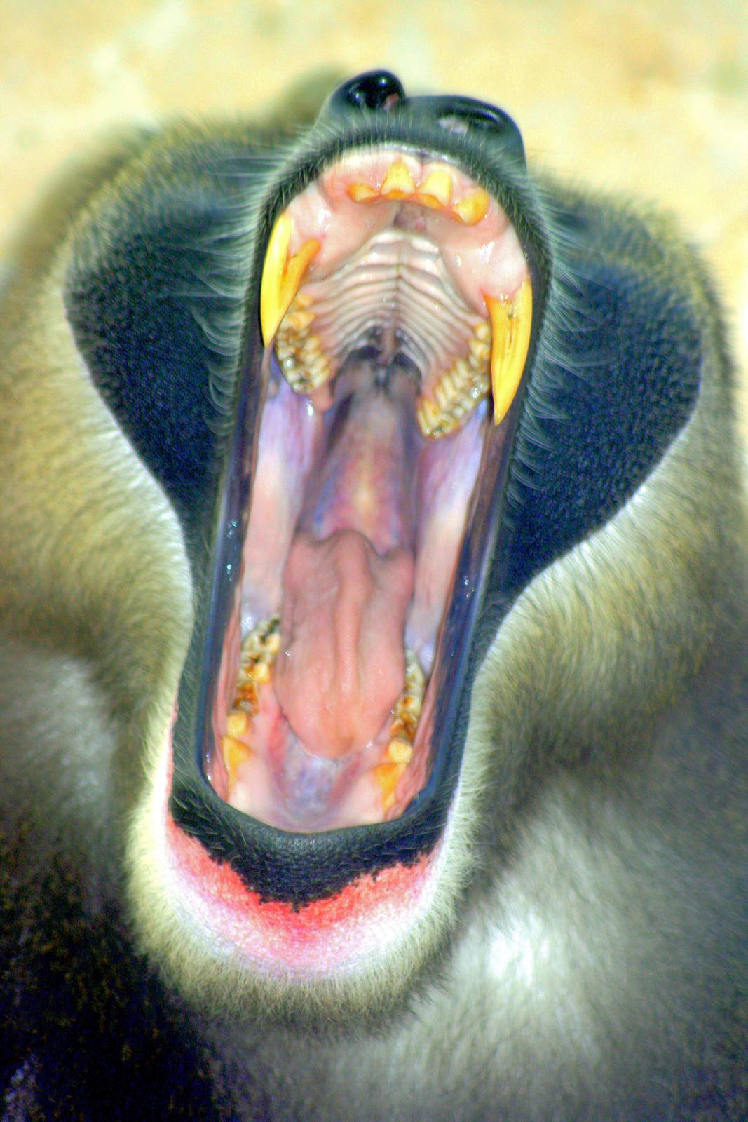 Male drill yawning; Wuppertal; 12th September 2014