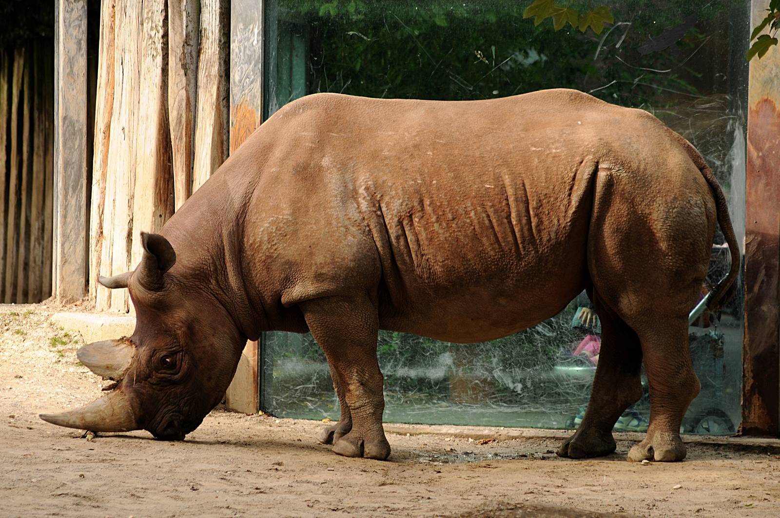 Male Eastern black rhino at Cologne