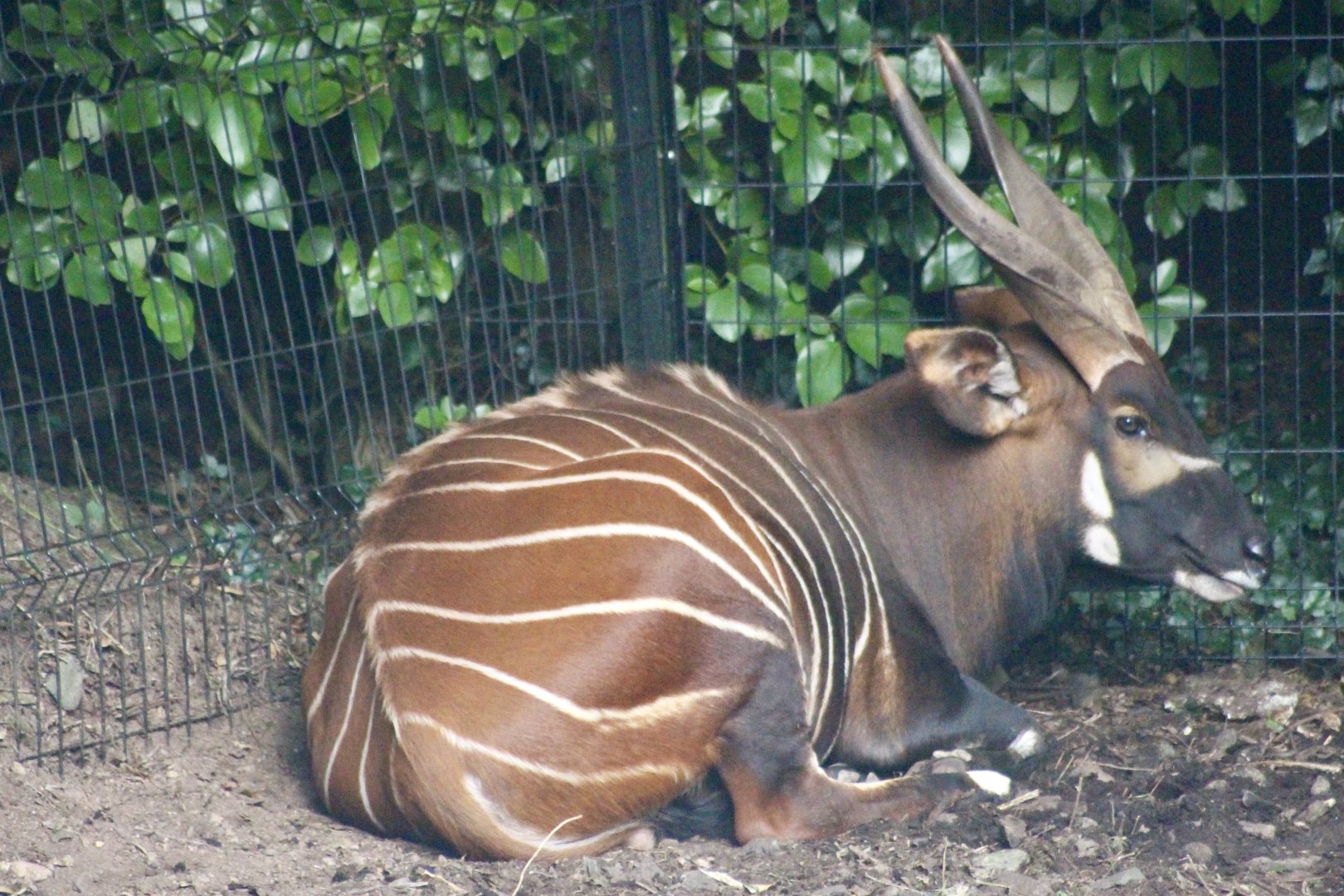 Male eastern bongo (Tragelaphus eurycerus isaaci) - August 2024
