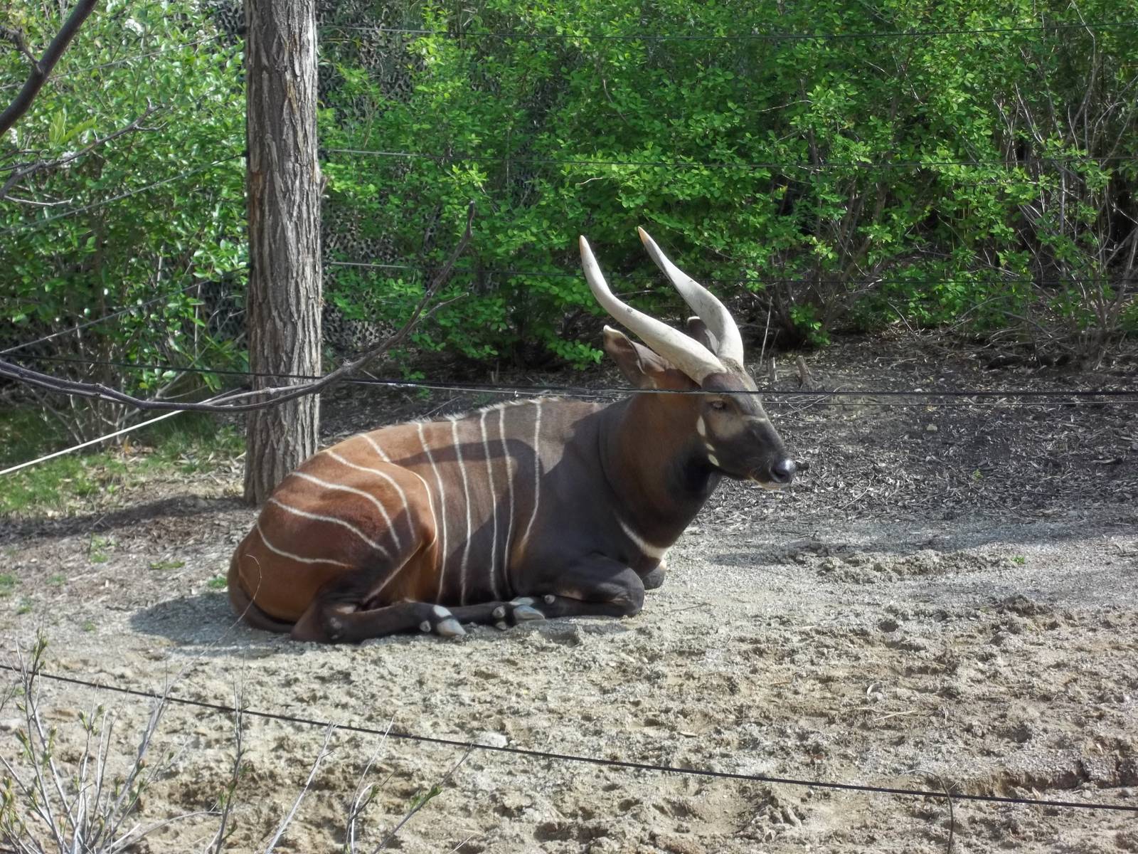 Male Eastern Bongo