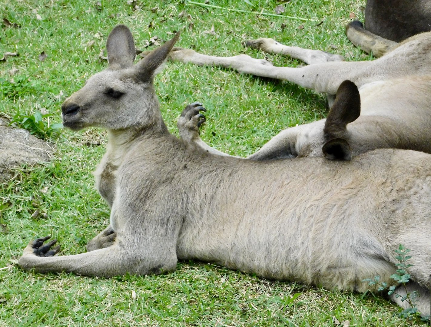 Male Eastern Gray Kangaroo (Macropus giganteus) November 1, 2025
