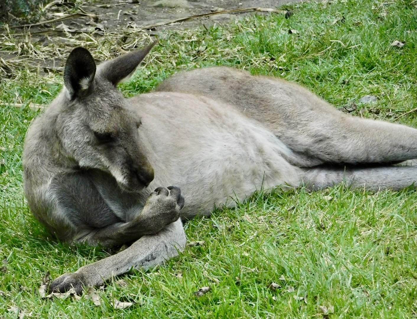 Male Eastern Gray Kangaroo (Macropus giganteus) November 1, 2025
