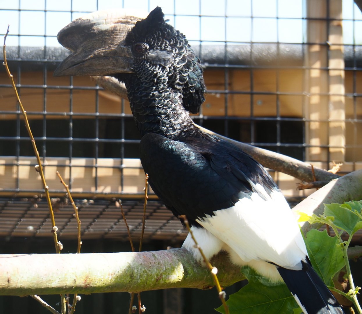 Male Eastern grey-cheeked hornbill (Bycanistes subcylindricus subquadratus), 2019-06-01