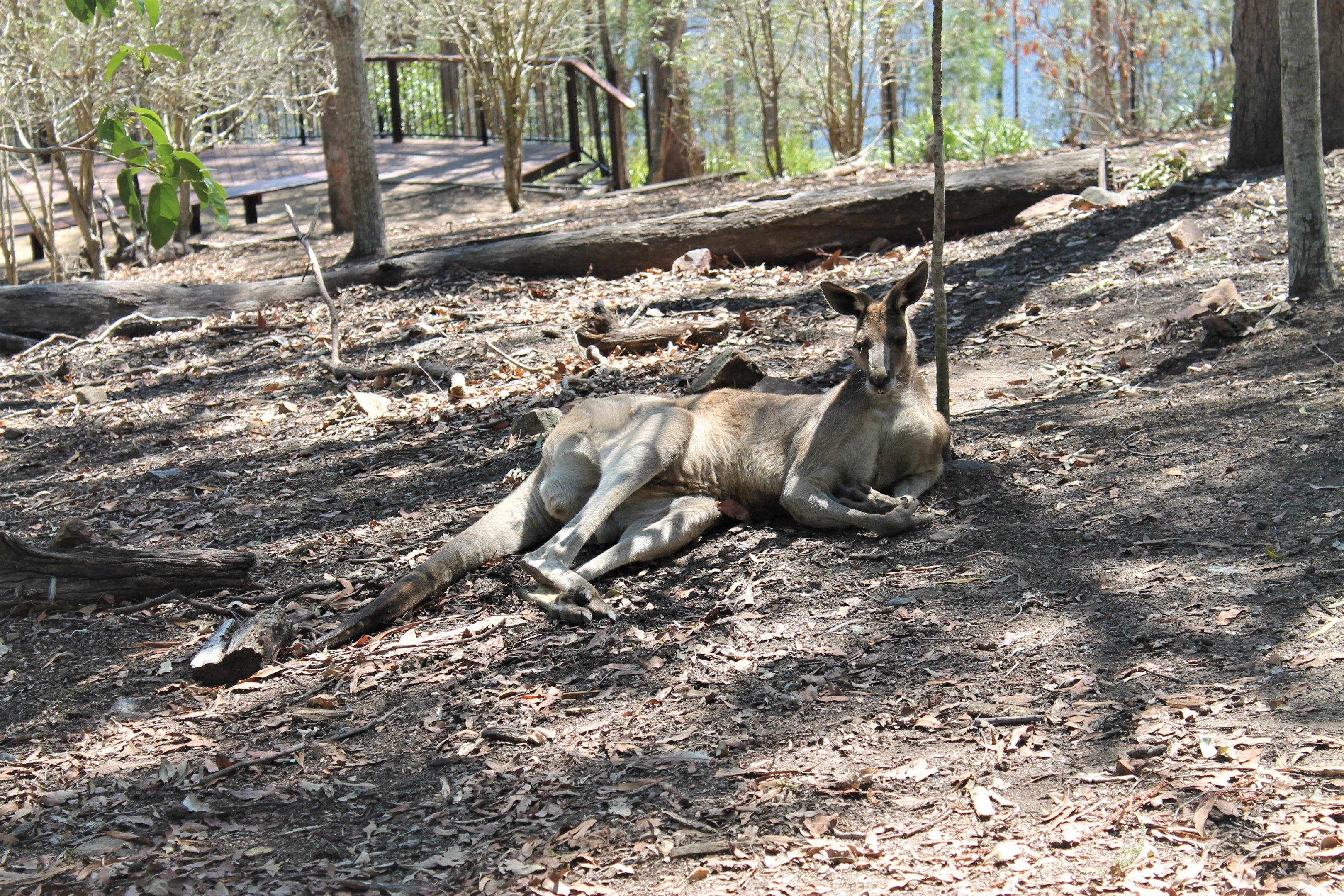 Male Eastern Grey Kangaroo (Macropus giganteus)