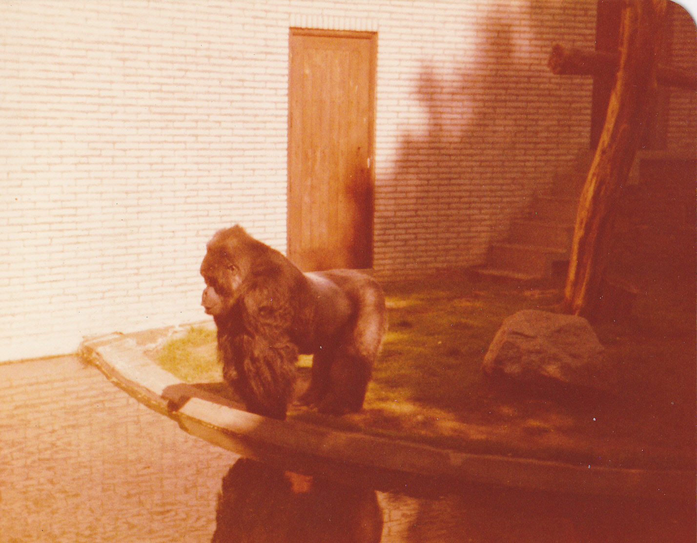 Male Eastern lowland gorilla