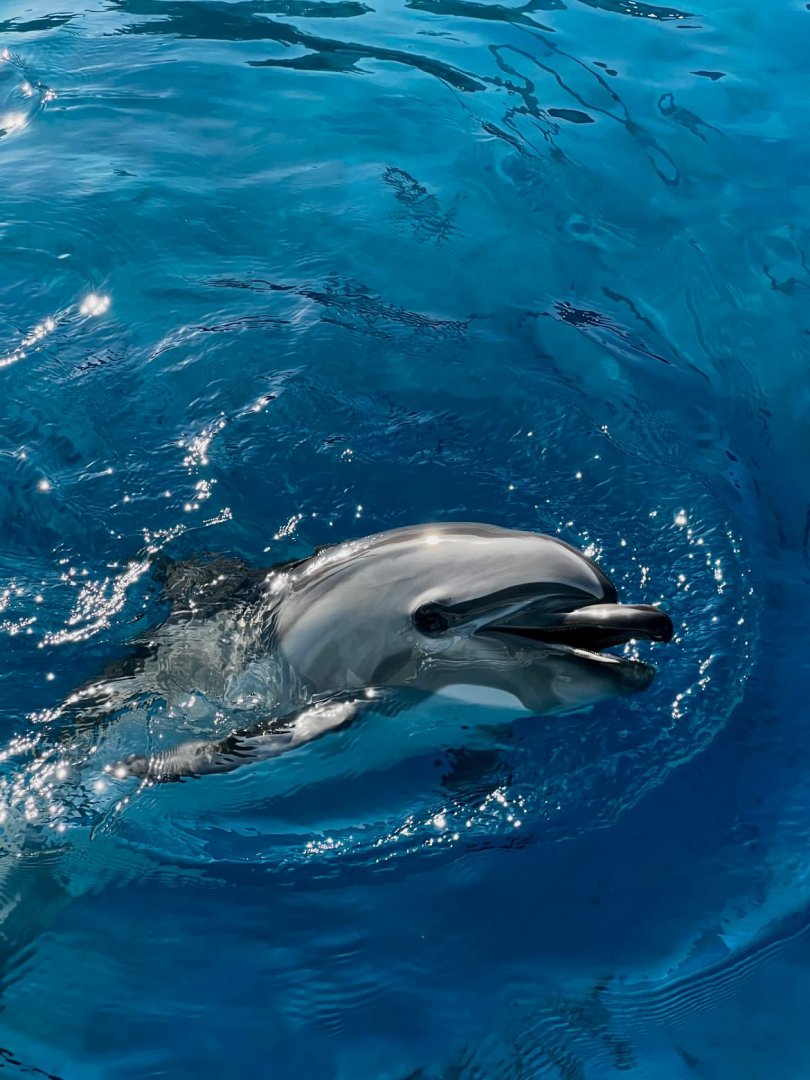 Male Eastern North Pacific Long-beaked Common Dolphin - Dolphin Amphitheater