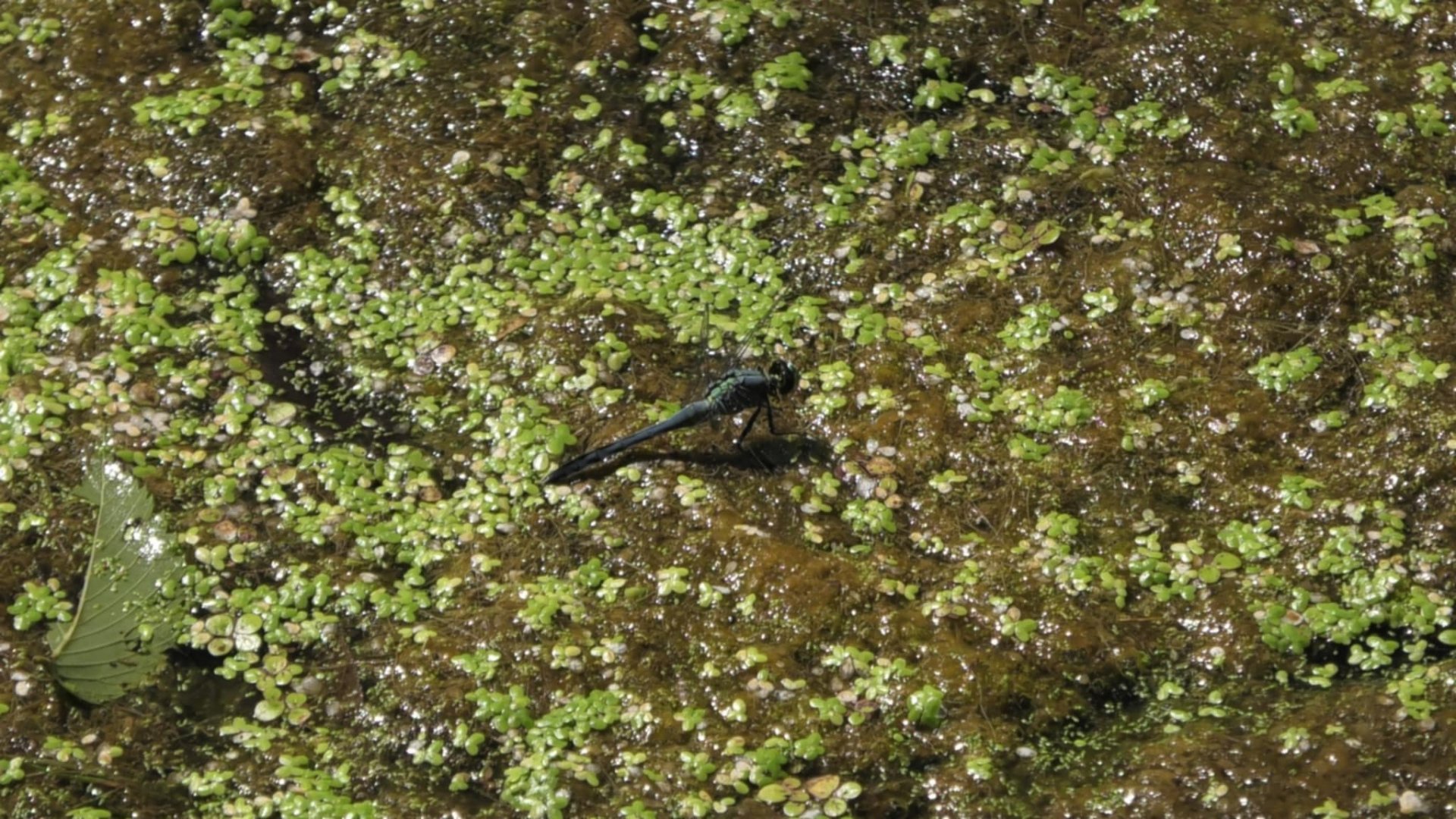 Male Eastern Pondhawk