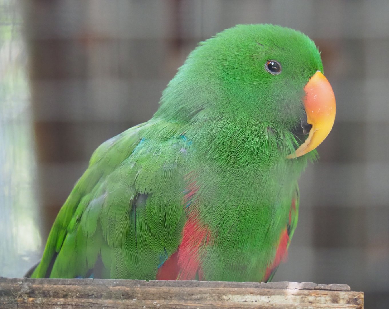 Male Eclectus parrot (Eclectus roratus), 2020-06-20