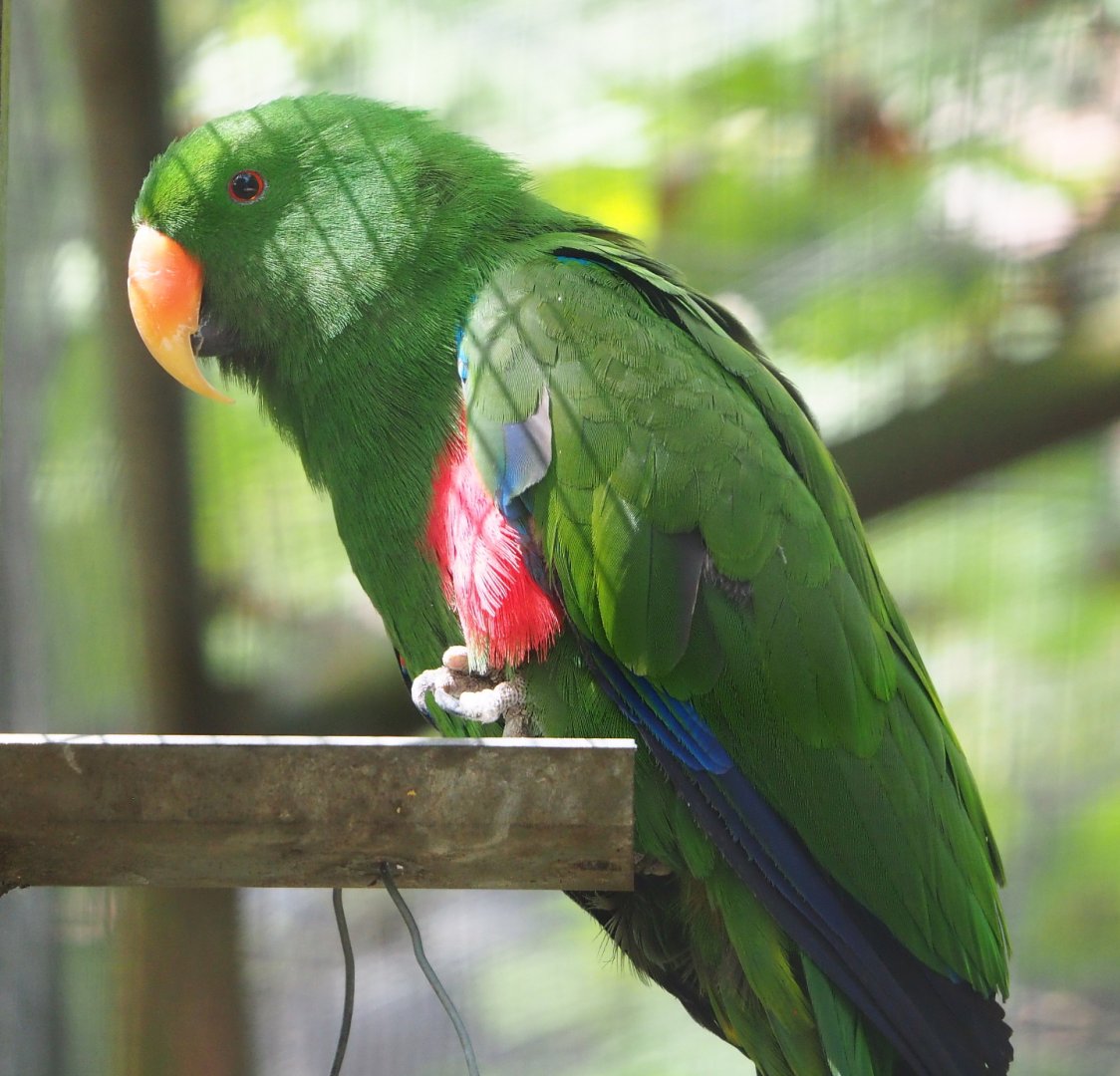 Male Eclectus parrot (Eclectus roratus), 2021-06-15