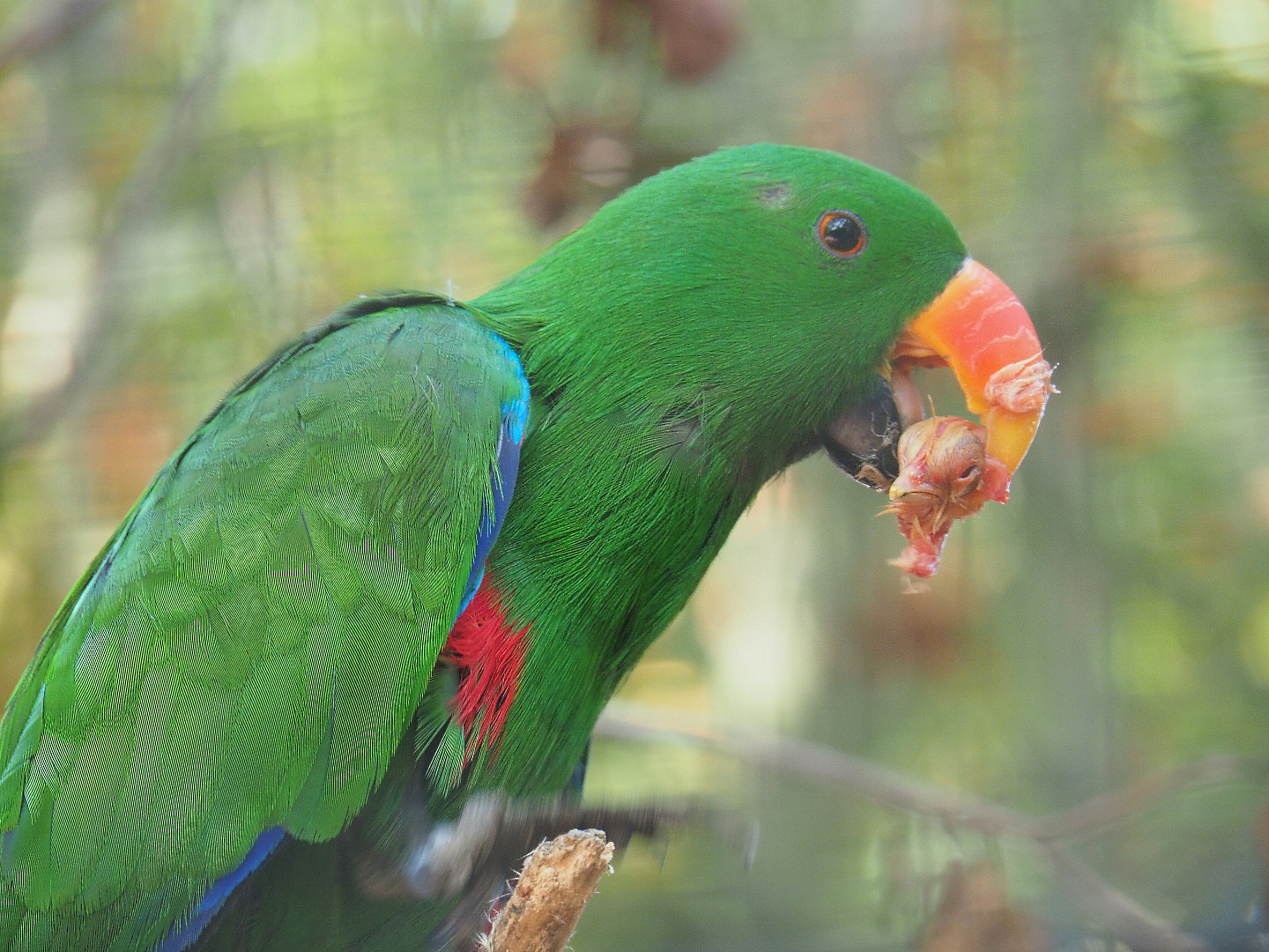 Male Eclectus parrot (Eclectus roratus) chewing on one-day chick head, 2019-08-04