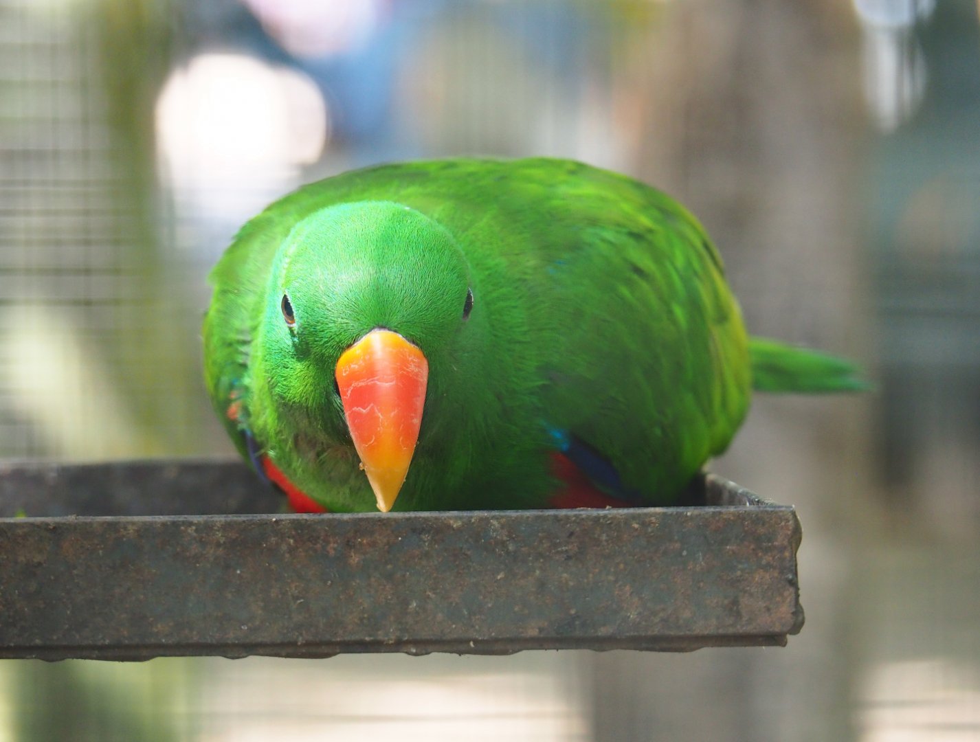 Male Eclectus parrot (Eclectus roratus) in feeding dish, 2019-08-04