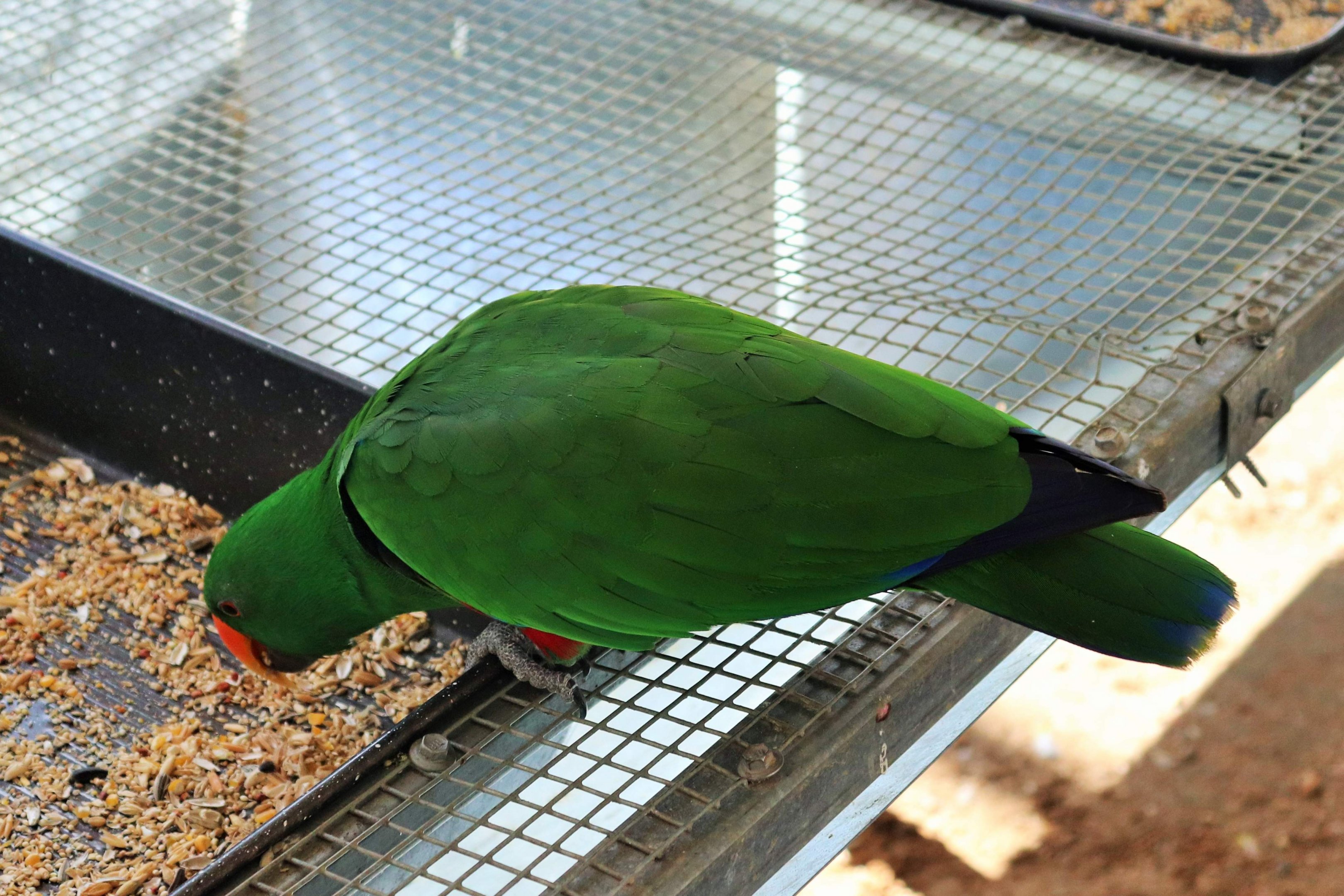 Male Eclectus Parrot (Eclectus roratus)